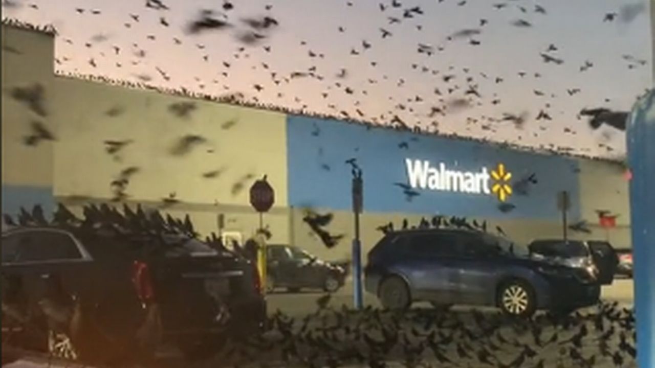Em vídeo viral, milhares de pássaros invadem estacionamento