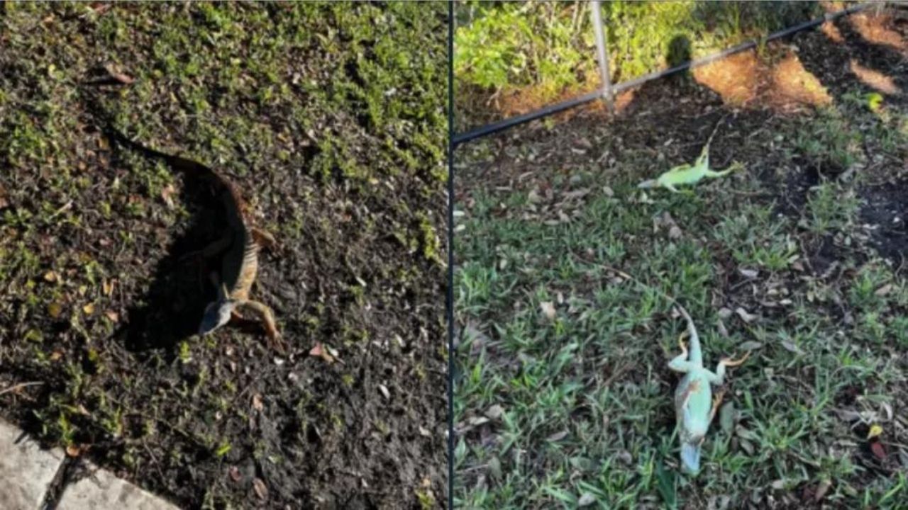 Iguanas ficam congeladas e caem de árvores na Flórida