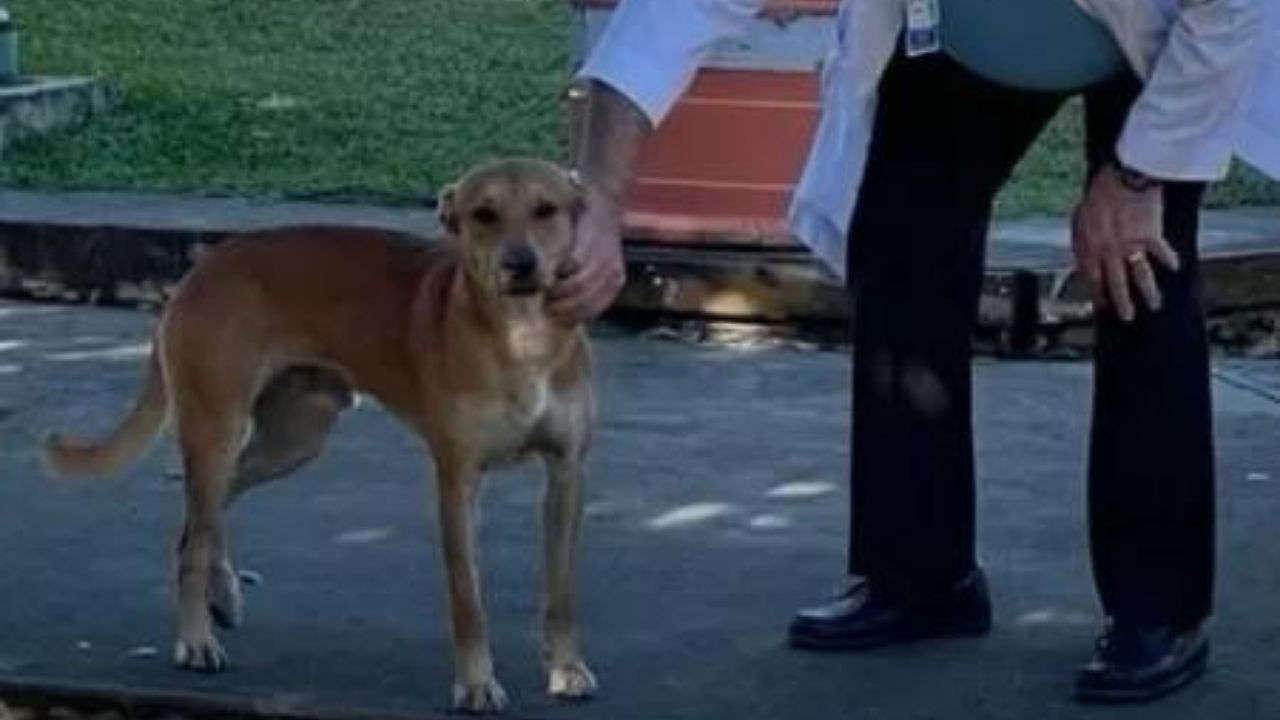 Cão passa horas ao lado de corpo de dono que morreu, em Porto Rico