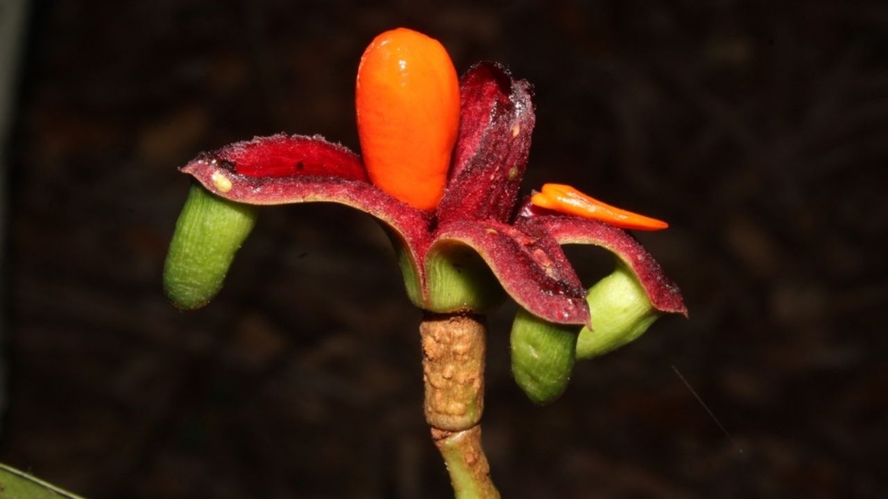 Espécie de planta descoberta na Amazônia está ameaçada de extinção