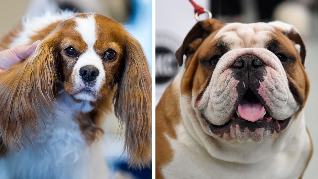 Criação de duas raças de cachorro passa a ser proibida na Noruega
