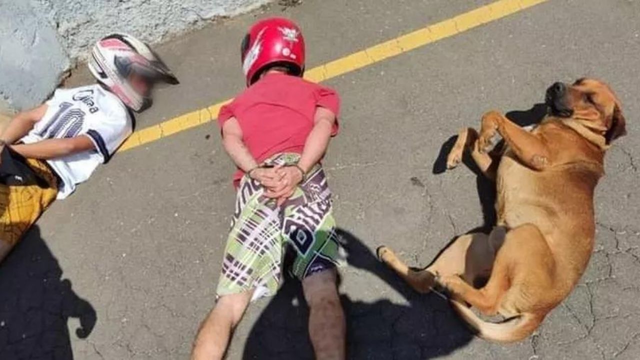 Cão caramelo viraliza ao imitar suspeitos que passavam por abordagem policial
