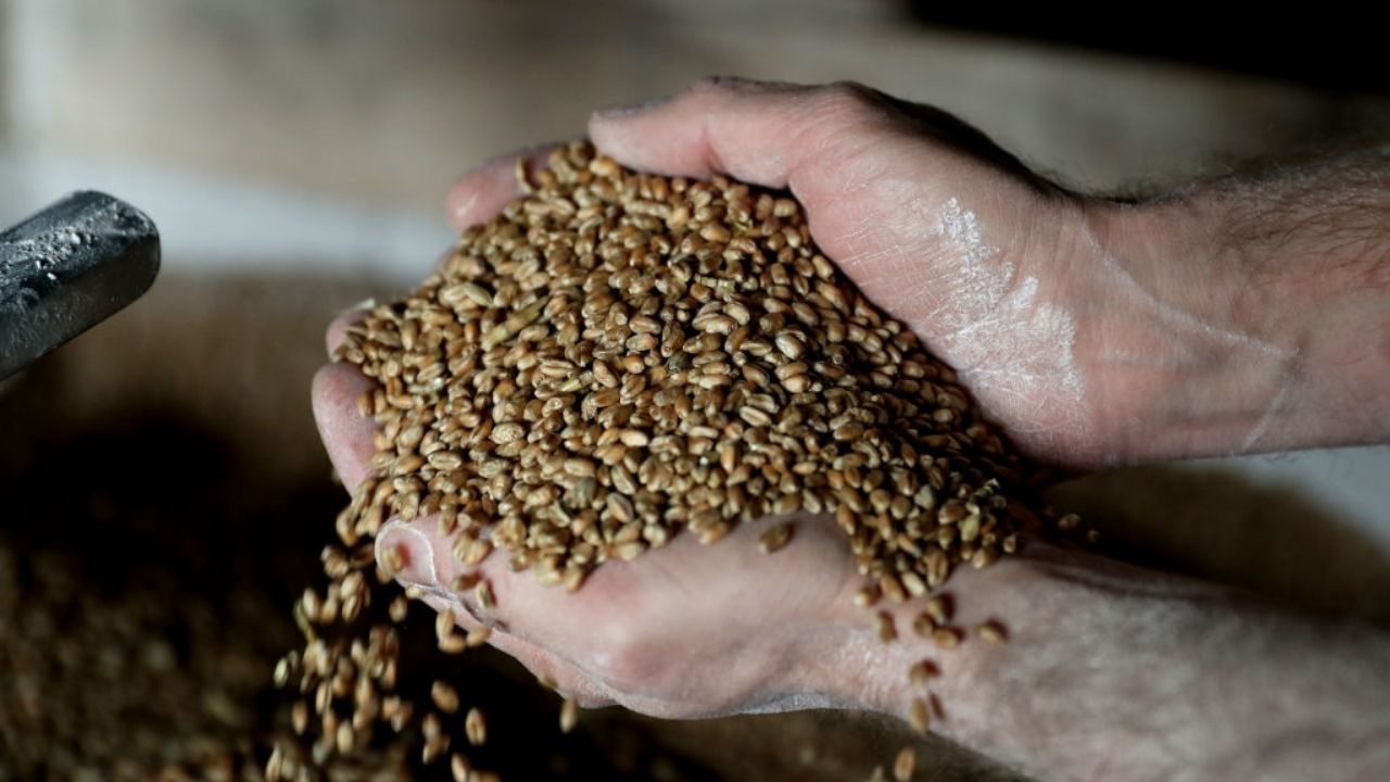 Preço do trigo atinge recorde histórico com alta de 46,25% desde início da guerra