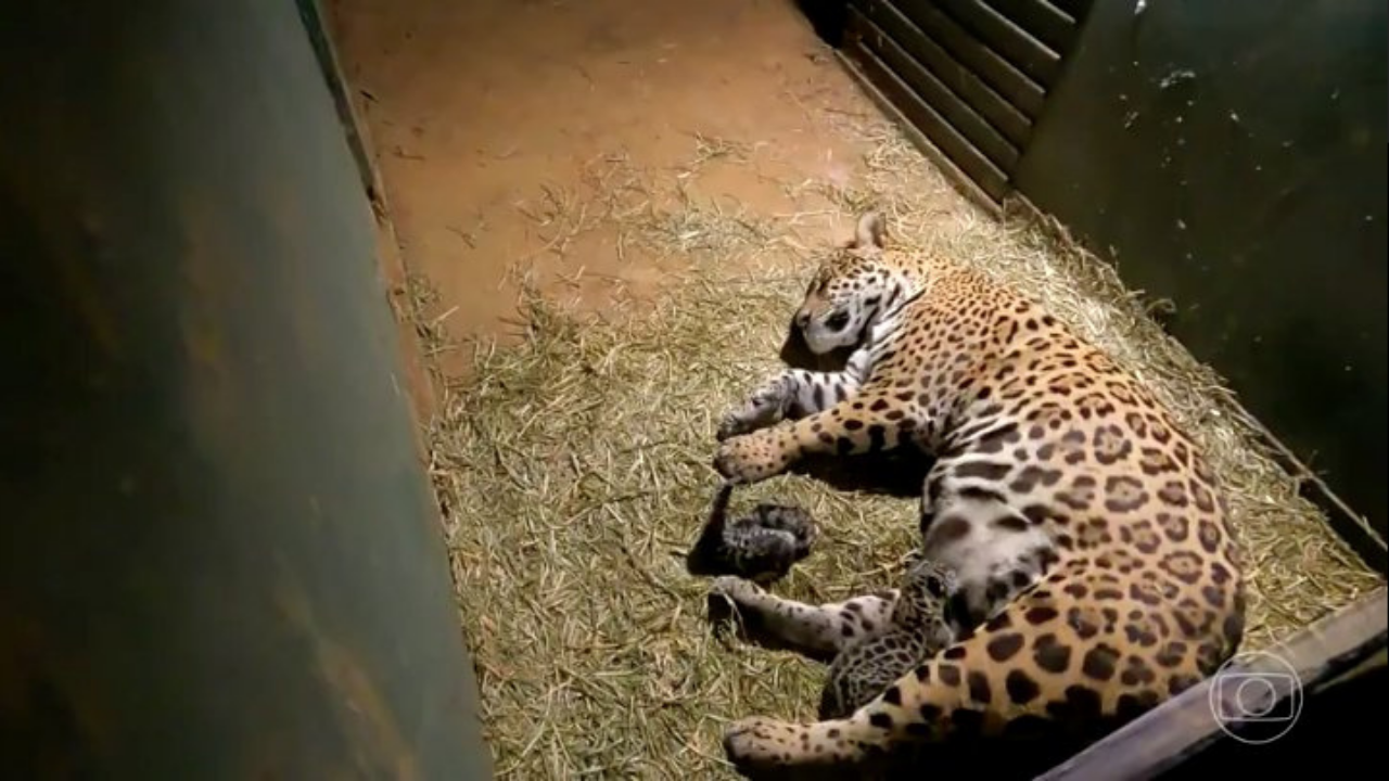 Nasce filhote da onça-pintada que quase morreu em incêndio no Pantanal