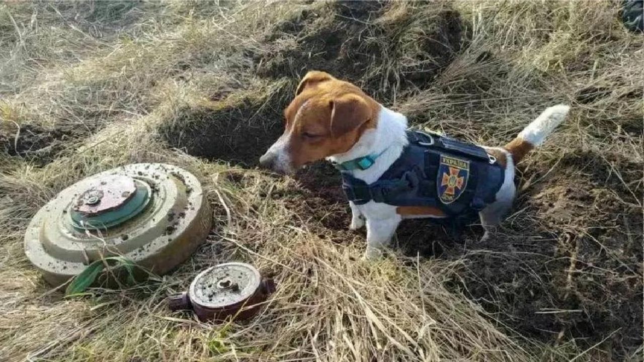 Ucrânia: Cão ganha destaque após farejar mais de 90 bombas russas