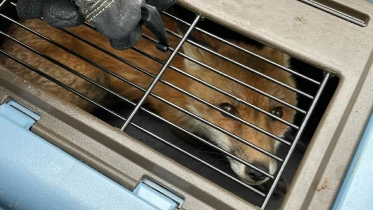 Raposa infectada com raiva morde nove pessoas nos EUA