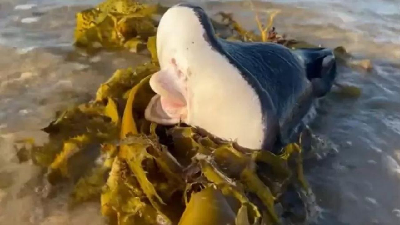Criatura de aparência “alienígena” é encontrada no litoral da Austrália
