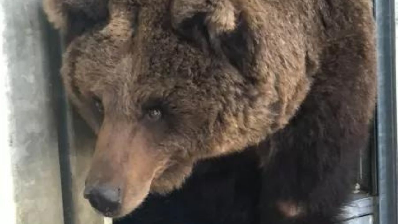 Ursa que sofria maus-tratos na Ucrânia tem recomeço na Holanda