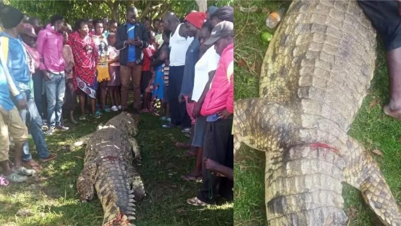 No Quênia, crocodilo é morto por população após atacar criança