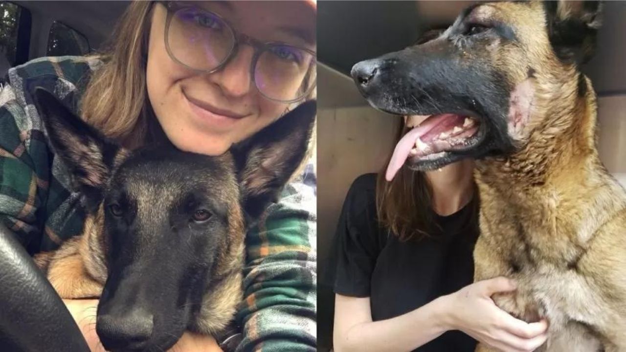 Cadela salva dona de ataque de puma nos Estados Unidos