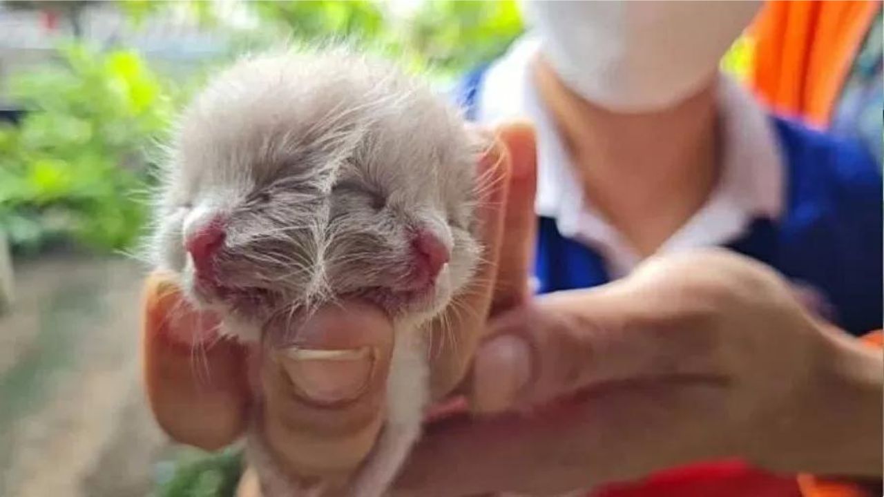 Com anomalia rara, gata nasce com duas faces na Tailândia