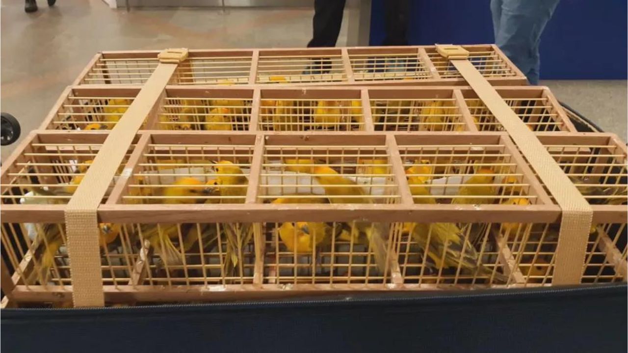 Passageiro é flagrado com 300 pássaros em malas no Aeroporto de Brasília