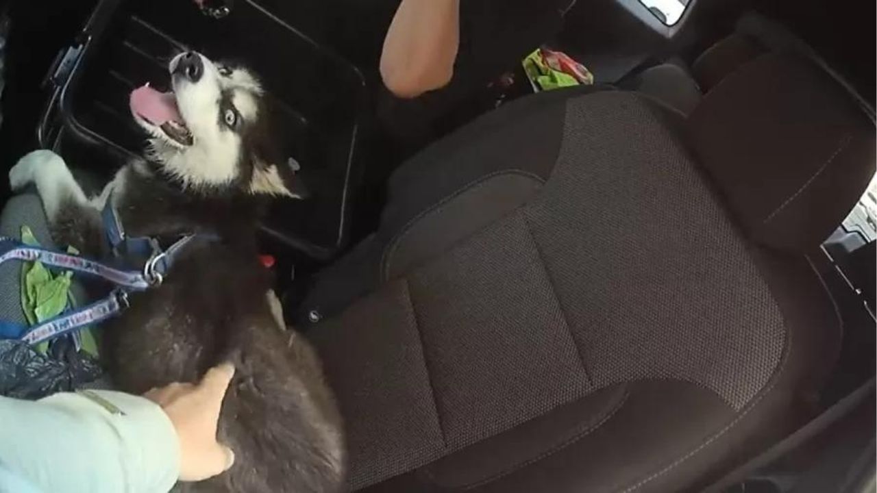 Nos EUA, cão é resgatado de carro com temperaturas acima de 40°C