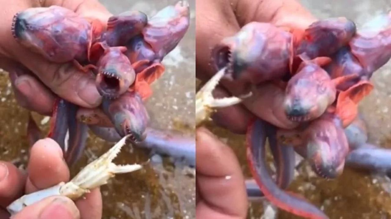 Animal estranho viraliza na internet por semelhança com criatura de ‘Stranger Things’