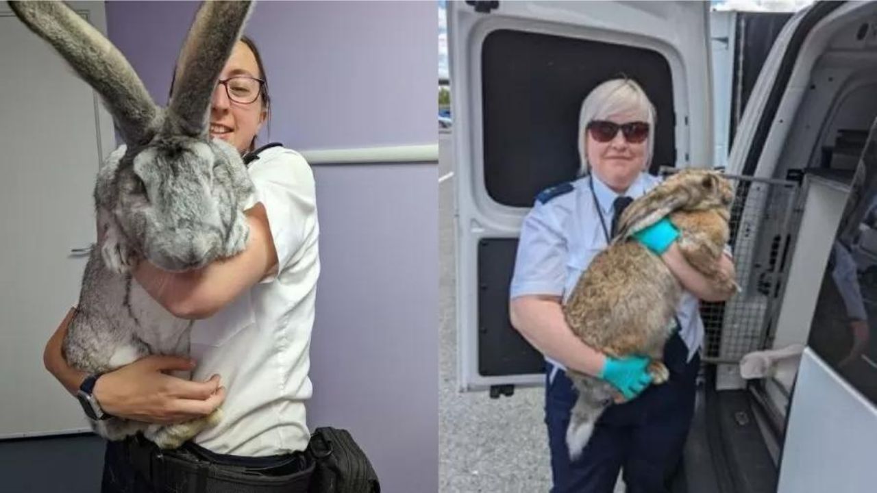 Mais de 40 coelhos gigantes que seriam abatidos são resgatados no Reino Unido