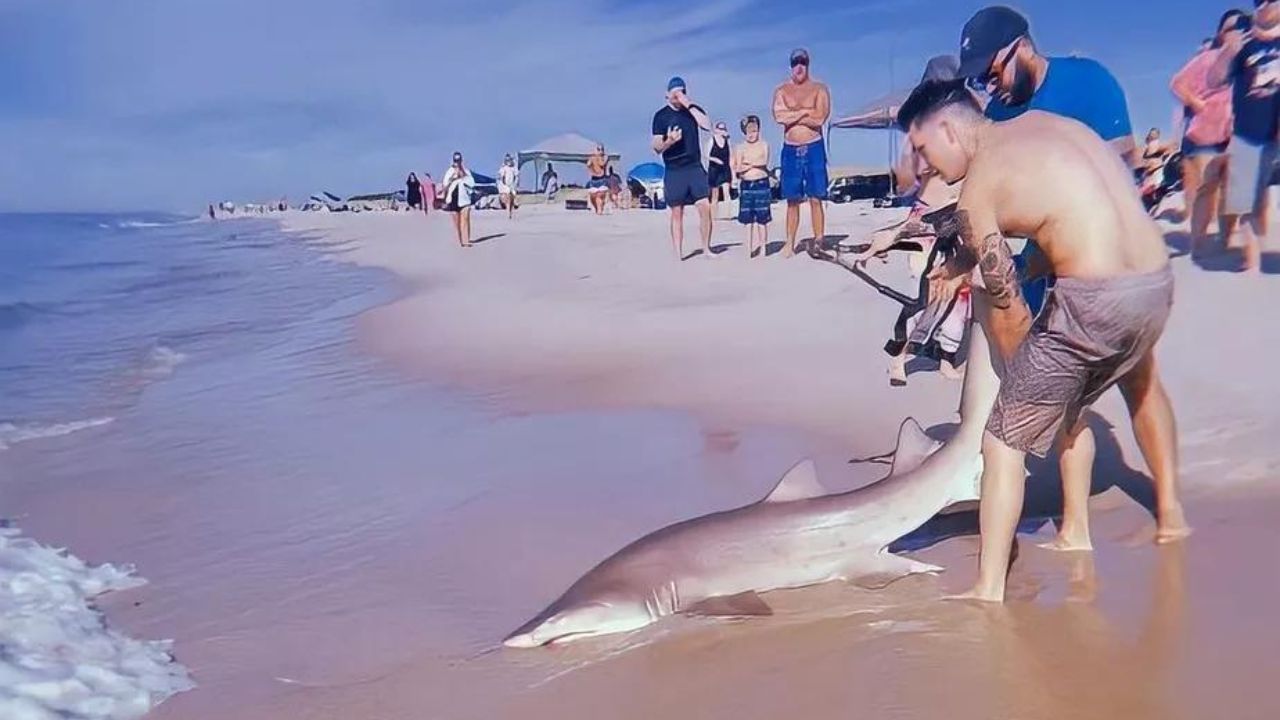 Homem é visto puxando tubarão pela cauda em praia de Nova York