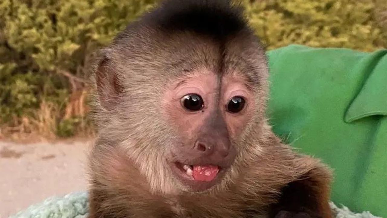 Policiais recebem chamada de emergência e descobrem que macaco era autor da ligação