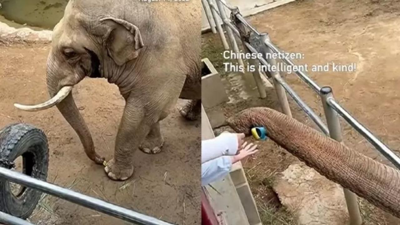 China: Elefante devolve sapato a menina depois do calçado cair em seu cercado