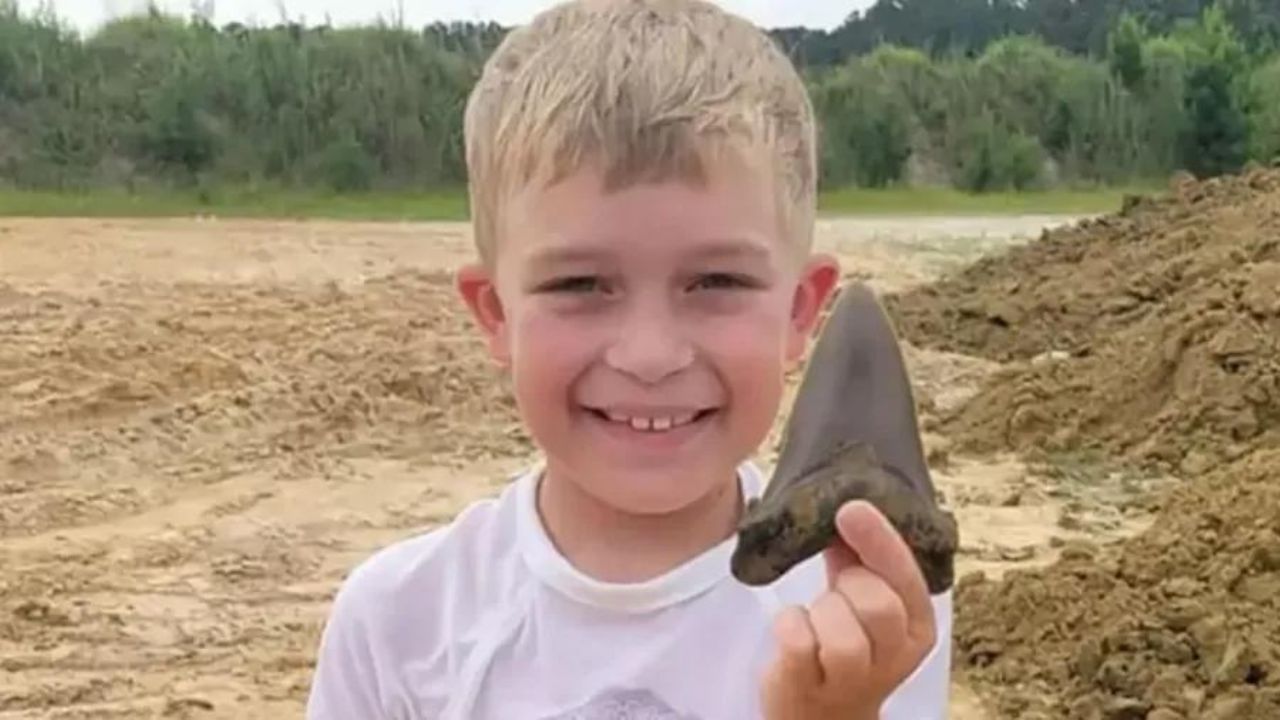 Menino de 8 anos encontra dente de tubarão pré-histórico nos EUA