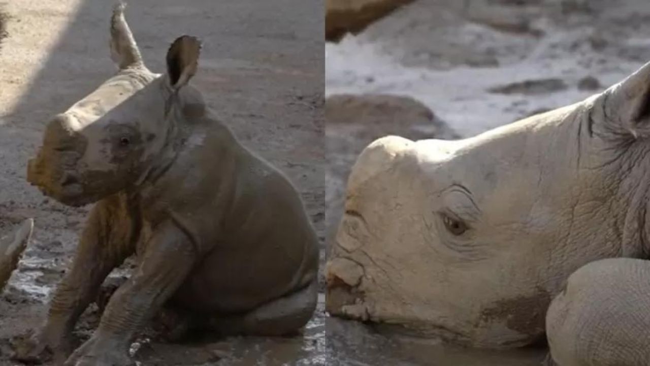 Raro filhote de rinoceronte branco nasce em zoológico nos EUA