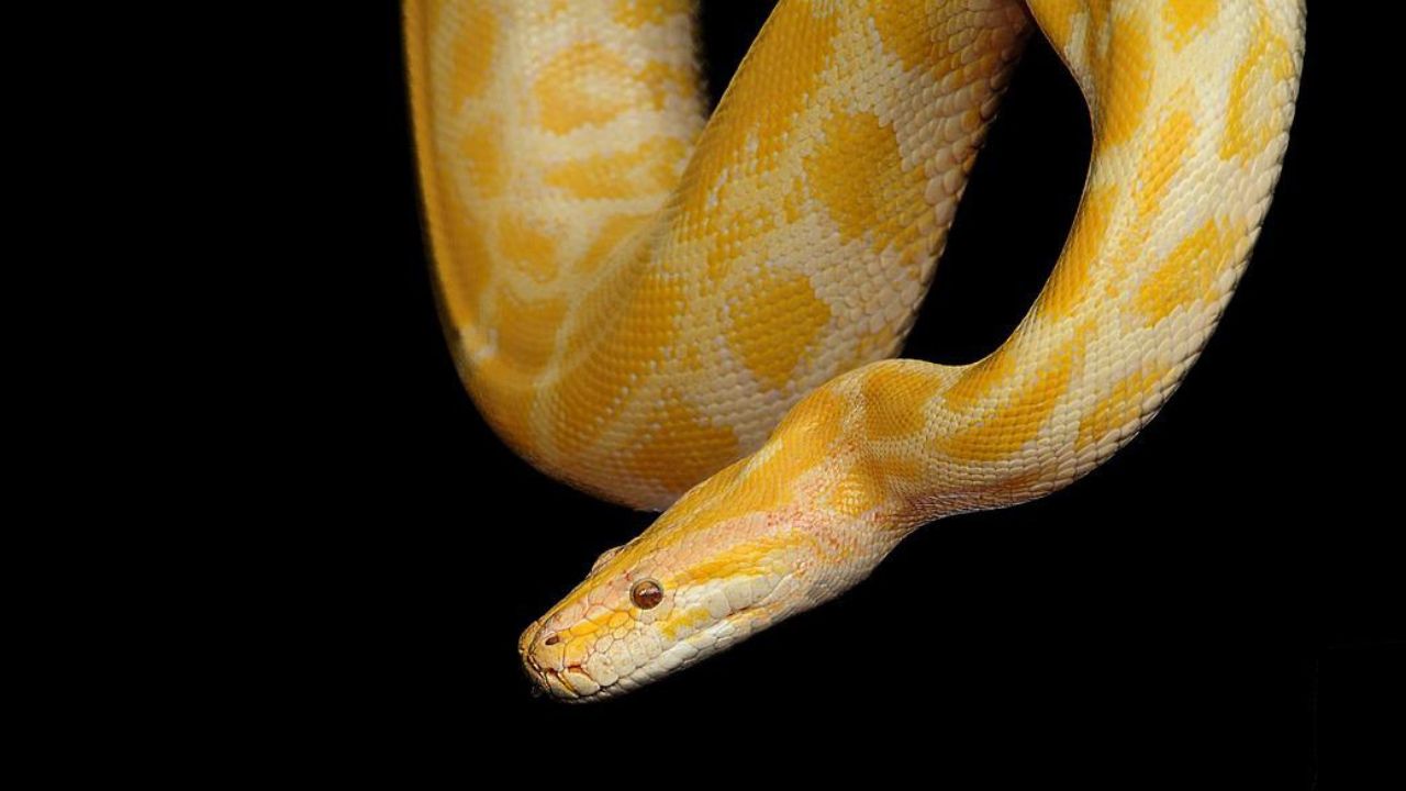 Aposentado é atacado por cobra: ‘não esperava ser atacado em minha própria casa’