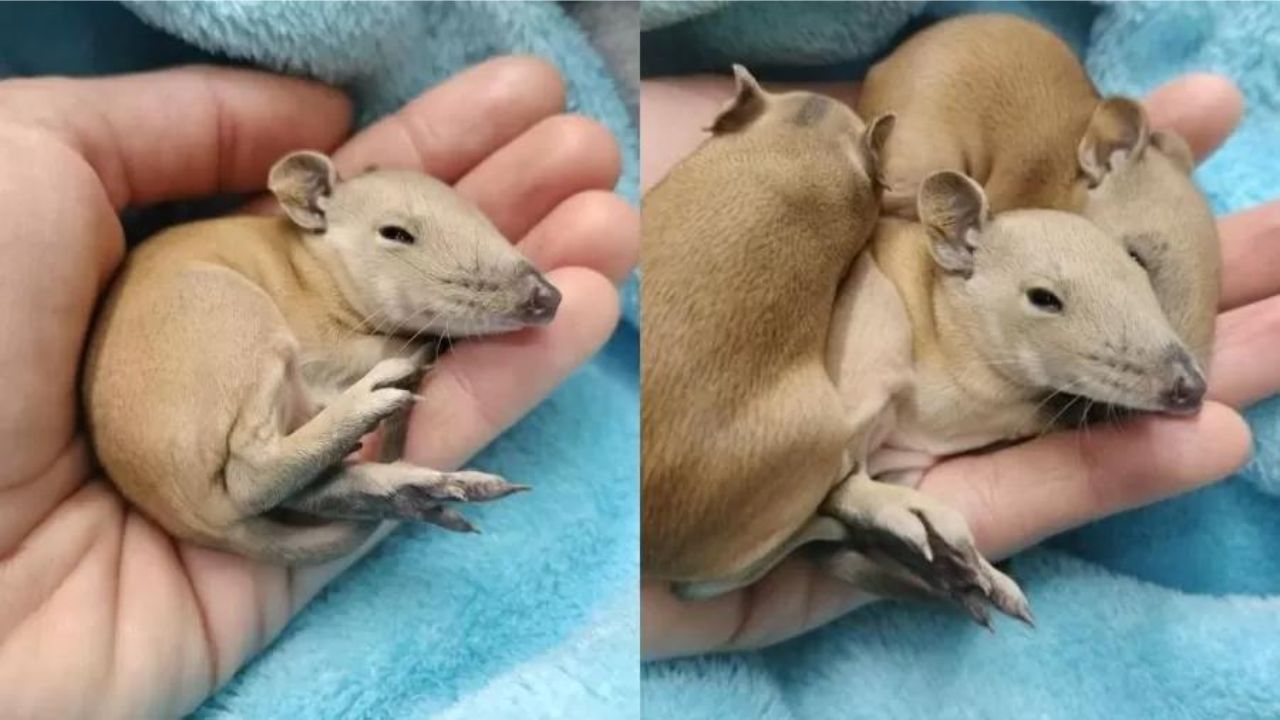 Australiana encontra filhotes de espécie “misteriosa” em cama de cão de estimação