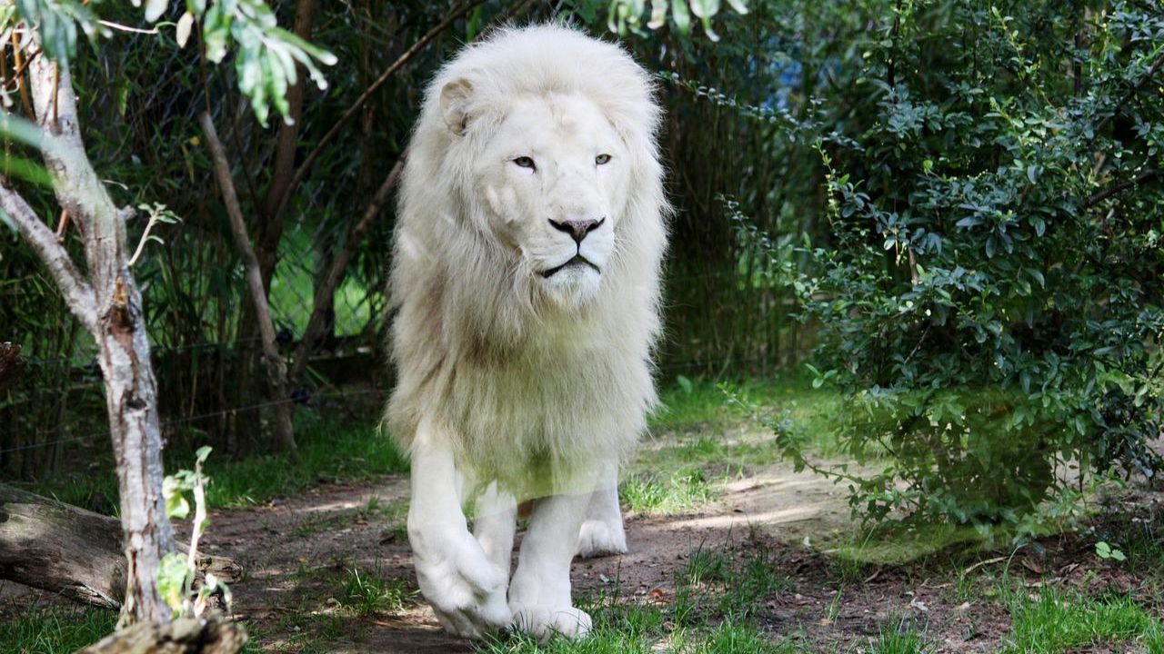 Homem tenta invadir zoológico e é morto por leões em Gana