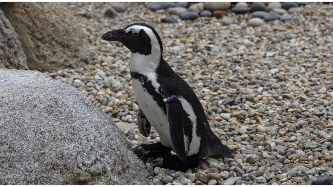 Pinguim com doença degenerativa recebe botas ortopédicas e volta a andar, nos EUA