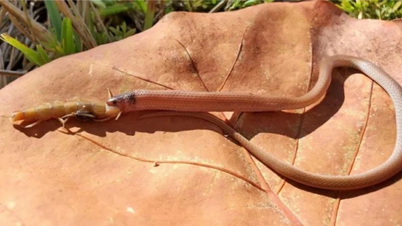 Centopeia mata cobra enquanto é devorada pelo réptil nos EUA