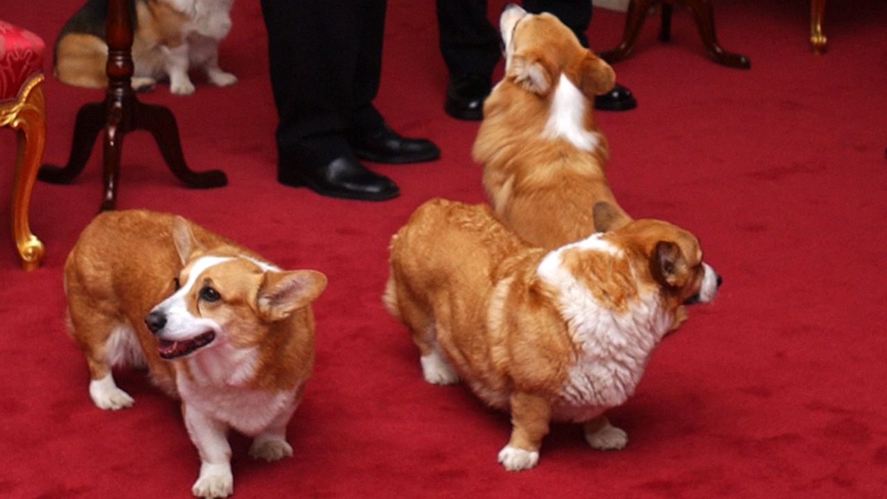 Quem ficou com os Corgis de Elizabeth II?