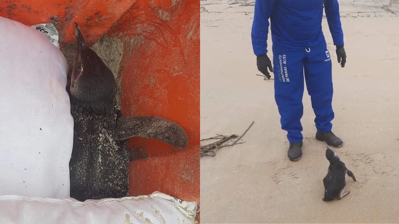 Pinguim é encontrado vivo dentro de lixeira na cidade de Cabo Frio