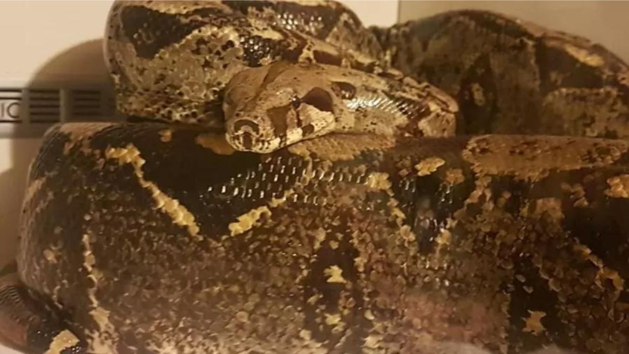 Jiboia de estimação que estava perdida é encontrada na Inglaterra