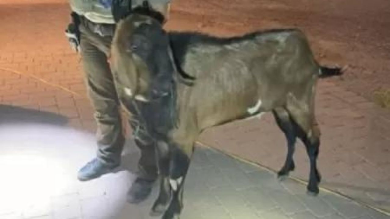 Bode é preso pela polícia após aterrorizar moradores, no Arizona