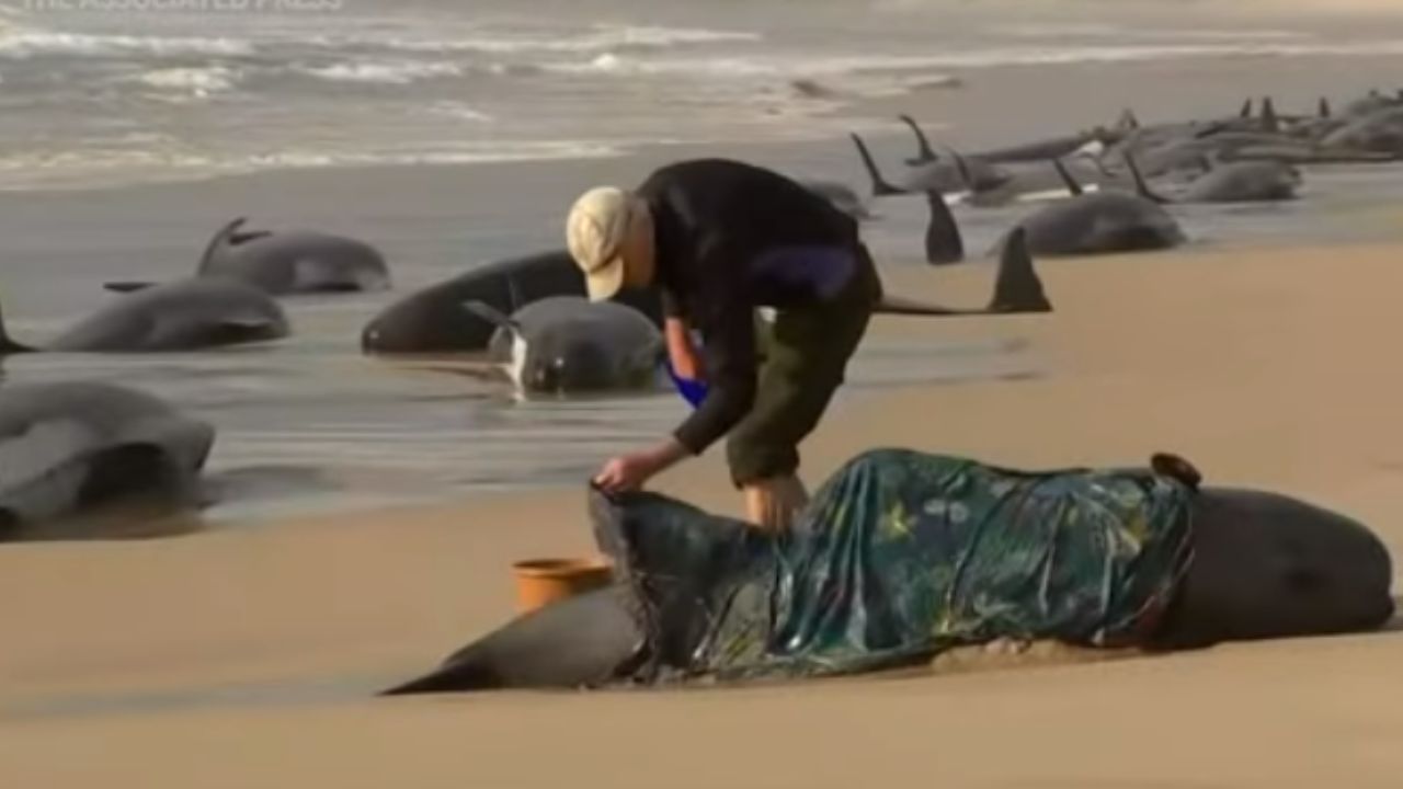 230 baleias são encontradas encalhadas na costa oeste da Tasmânia