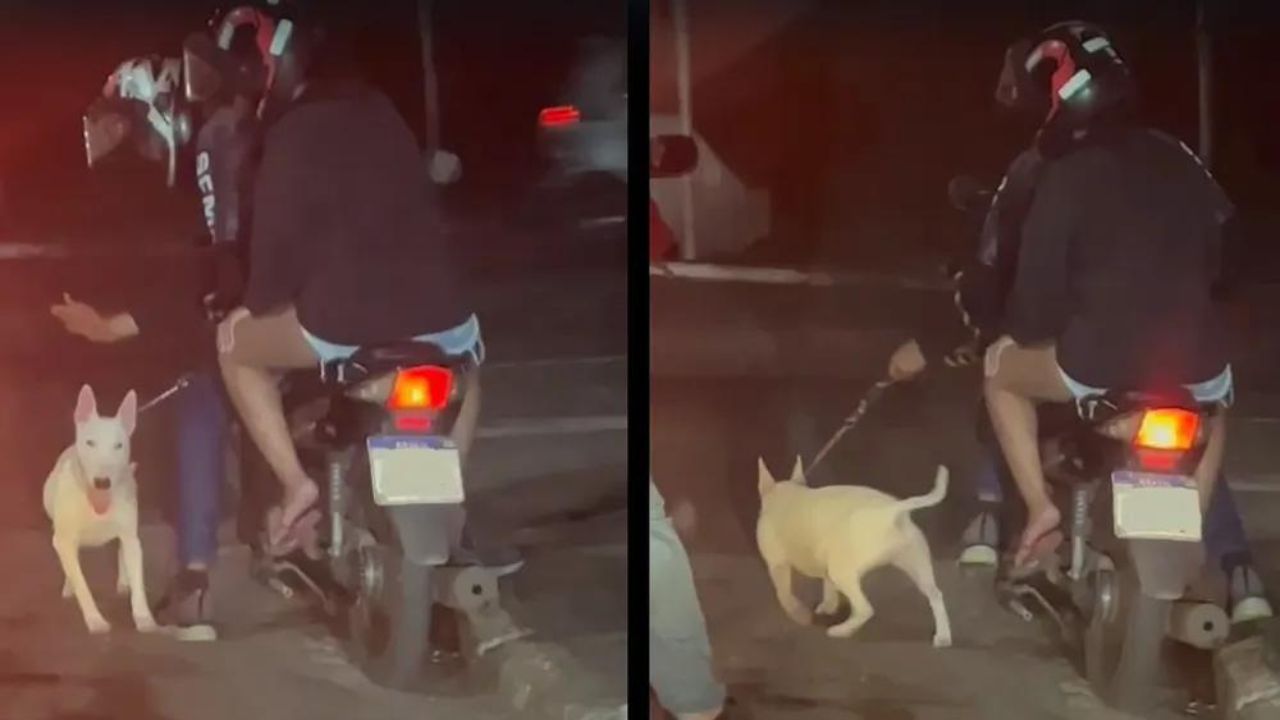 Homem dá tapa em cachorro e o obriga a correr atrás de moto a 40 km/h em Praia Grande