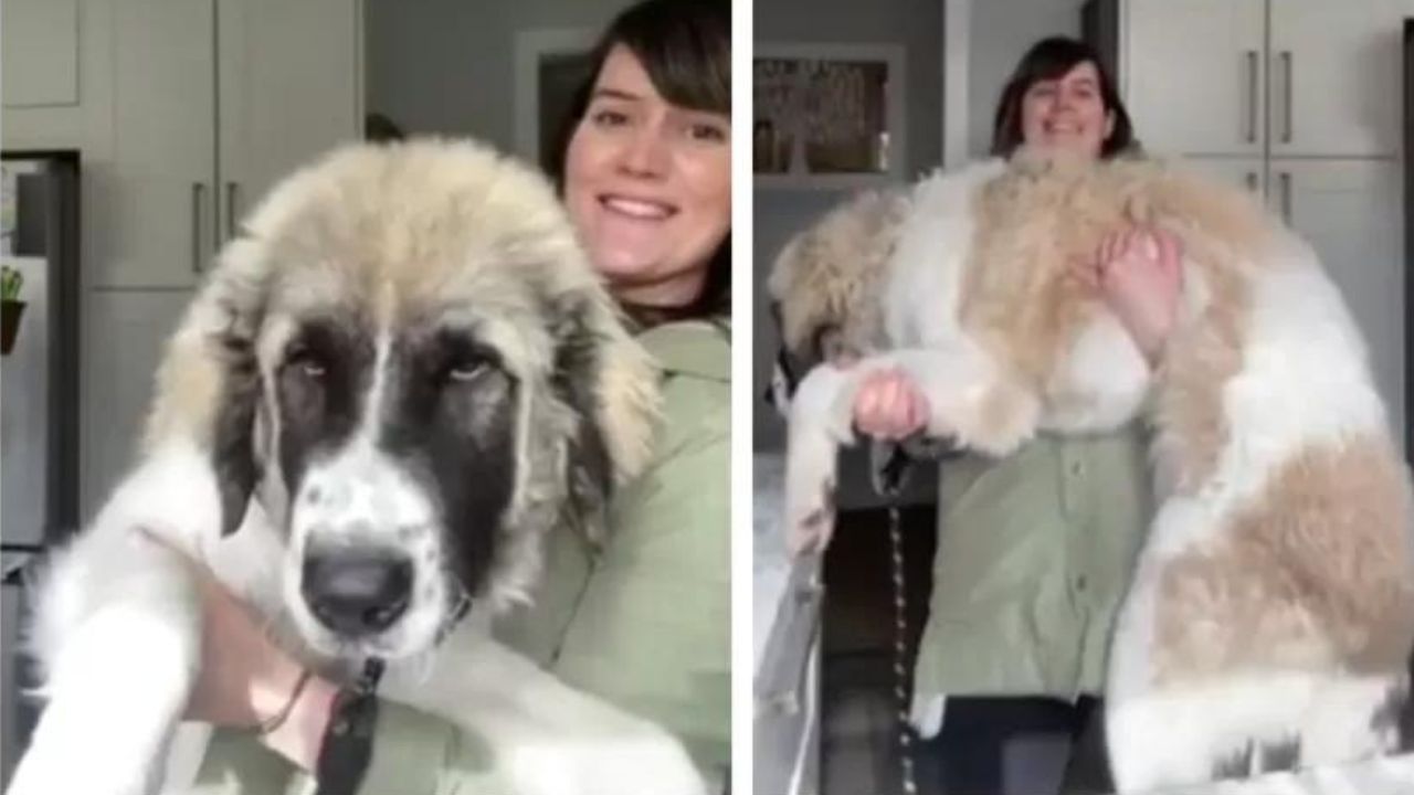 Filhote de cachorro surpreende dona ao atingir 40 kg: ‘Ele é uma almofada de sofá gigante’