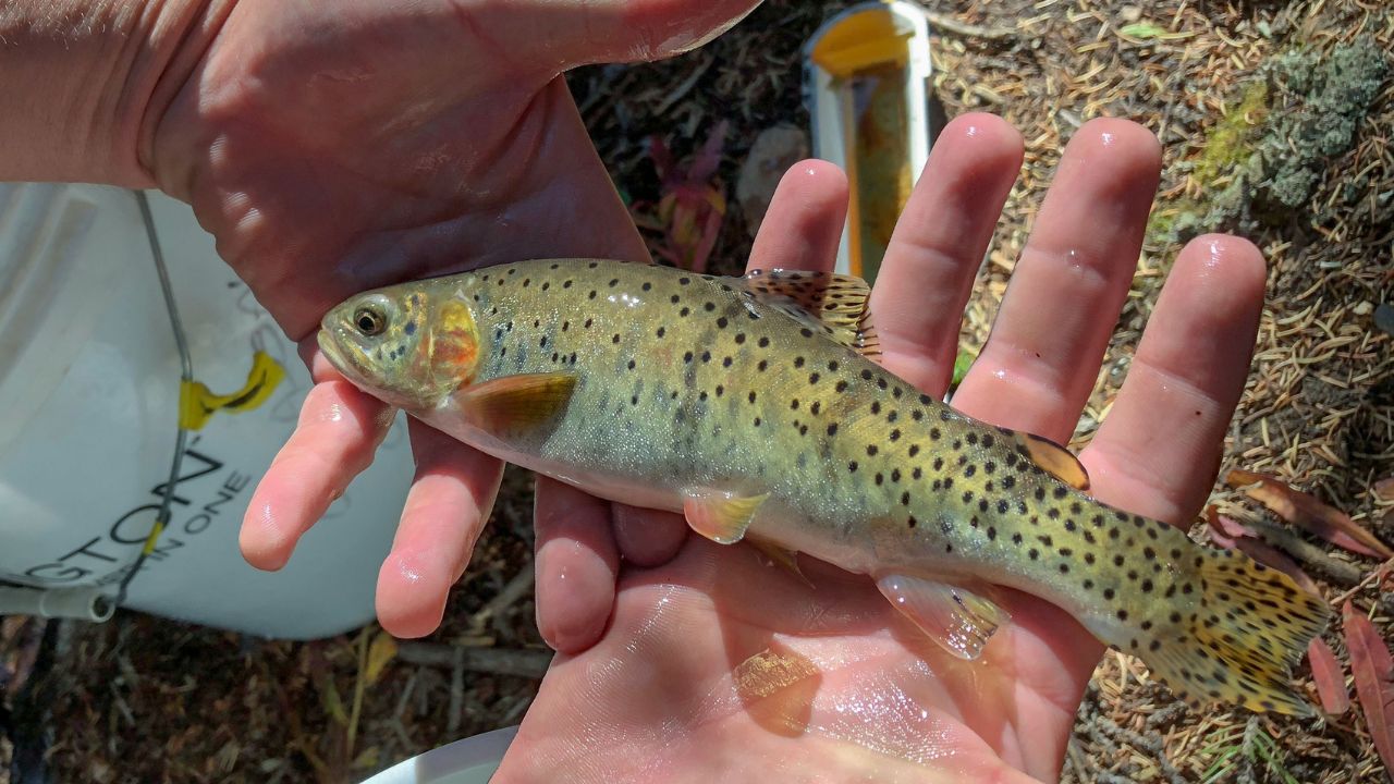 Peixe considerado extinto é visto se reproduzindo no estado do Colorado