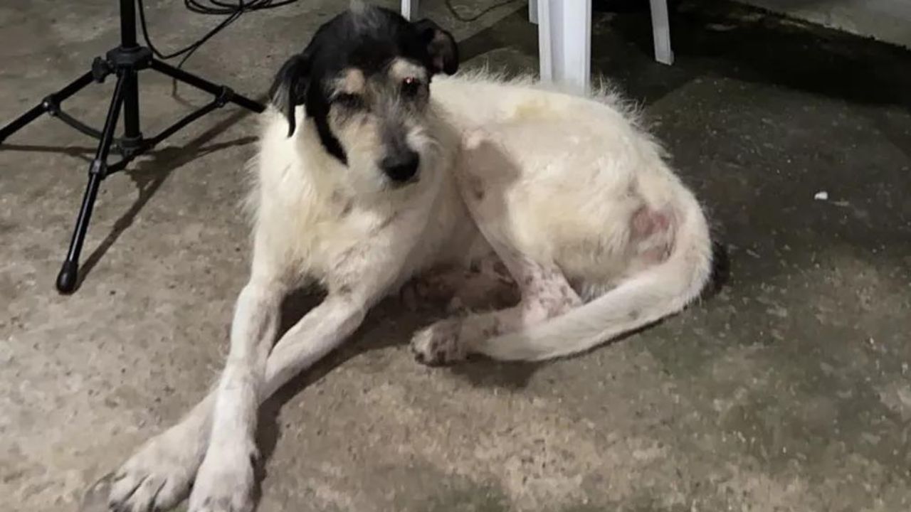 Em ação supostamente proposital, homem atropela cão na Zona Leste de São Paulo