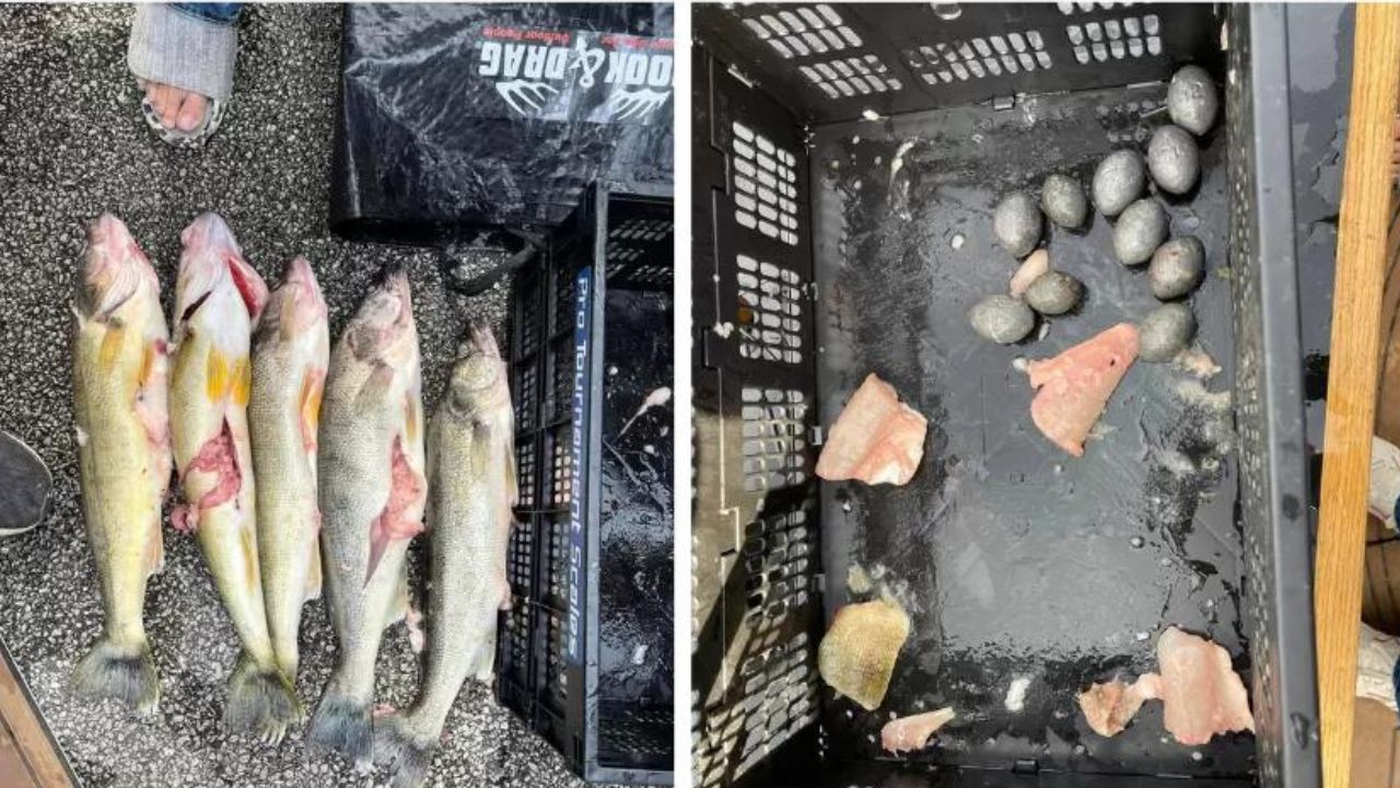 Dupla de pescadores trapaceia, é descoberta e perde prêmio de 150 mil reais