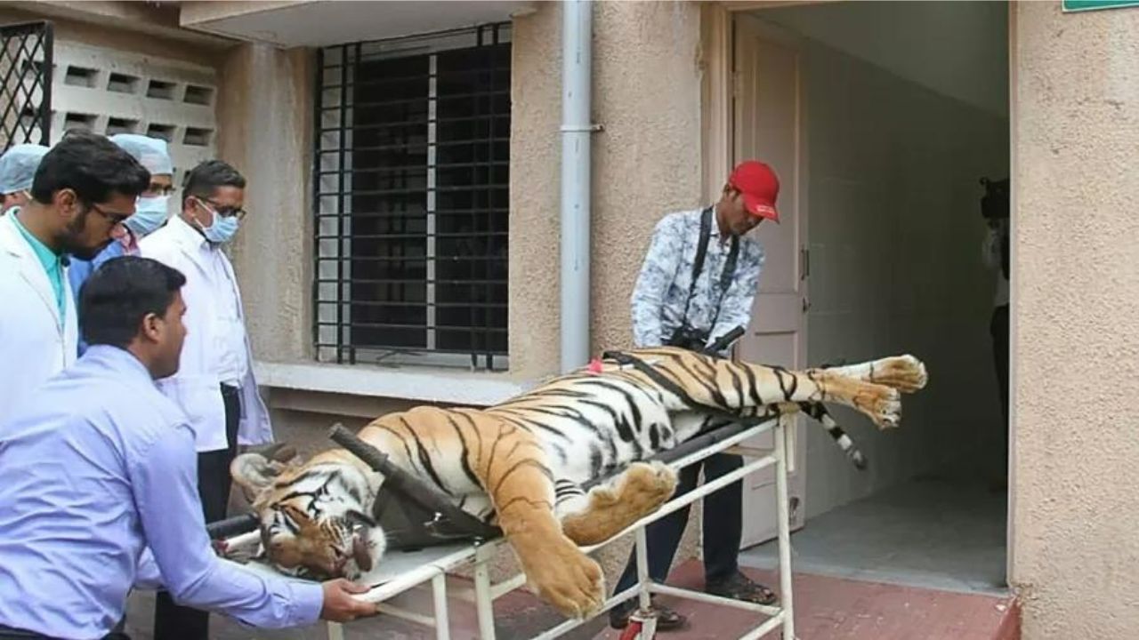 Tigre “devorador de homens”, que teria matado 6, é abatido na Índia