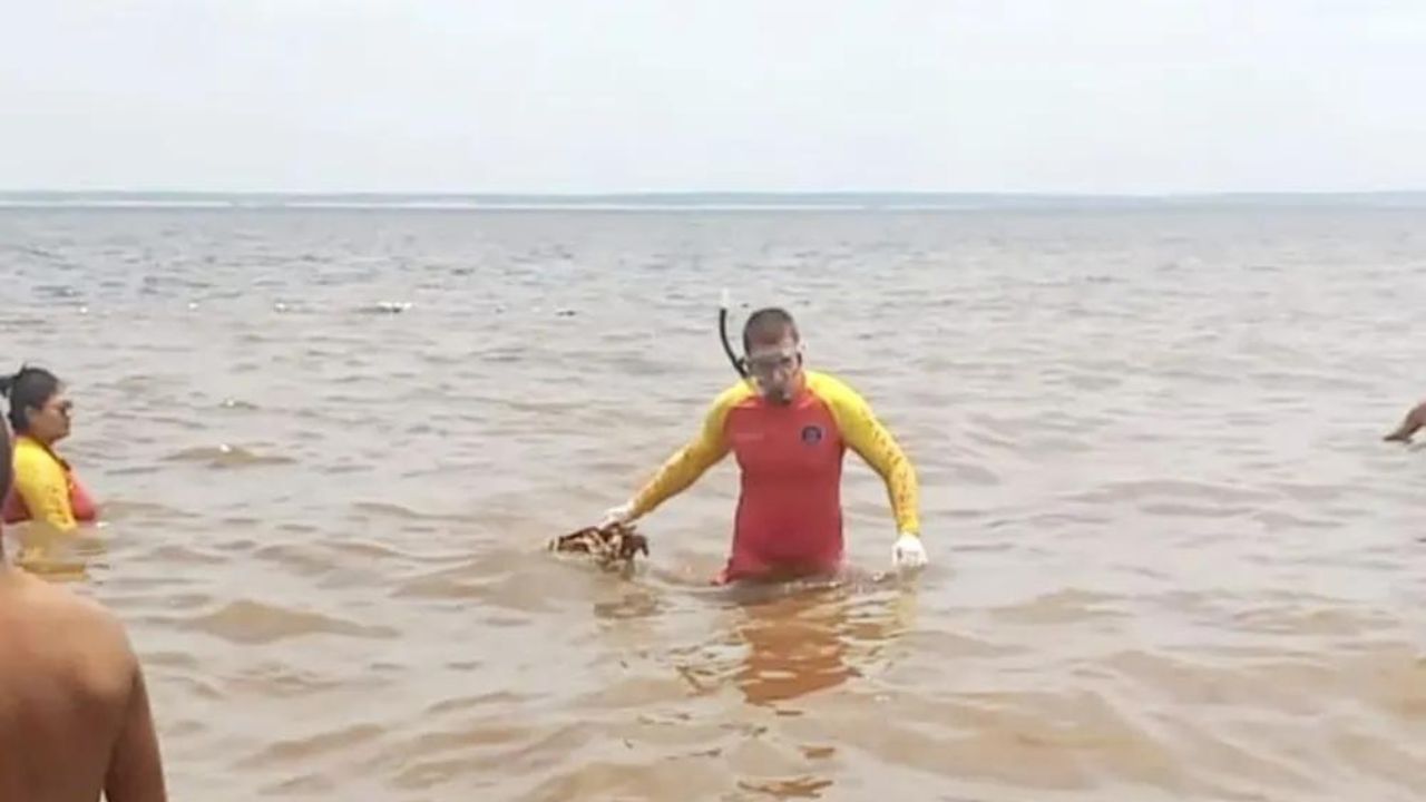 Esqueleto humano é encontrado por banhistas em praia de água doce, no Amazonas