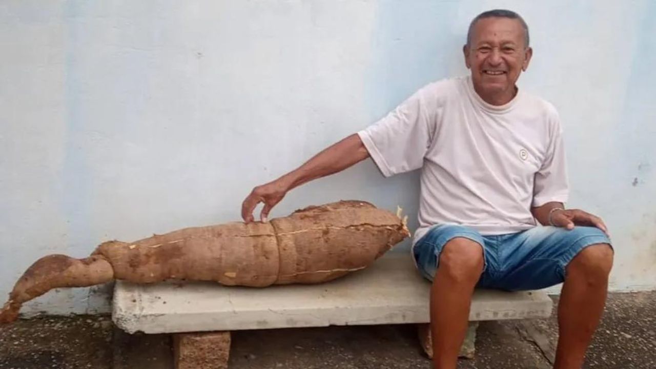 Moradores de Sorocaba colhem mandioca gigante de quase 18 quilos