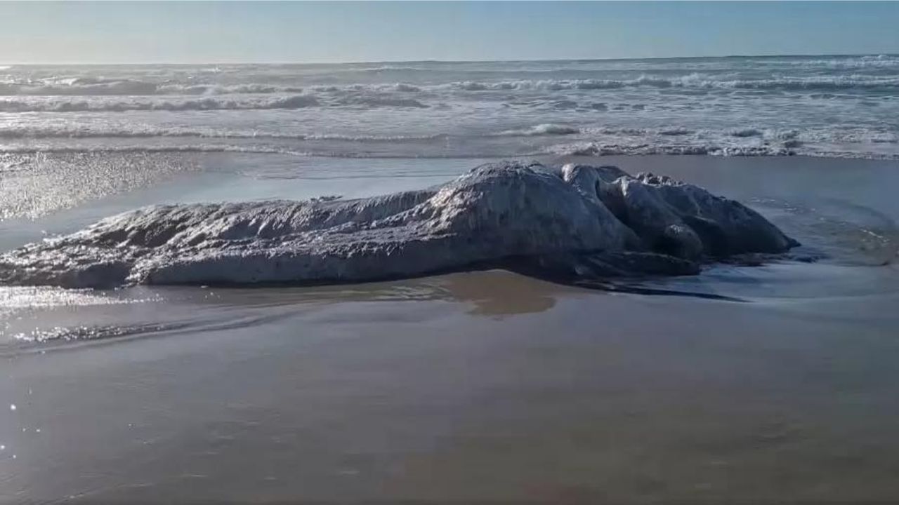 Banhistas se assustam com “monstro marinho” que surgiu em praia nos EUA