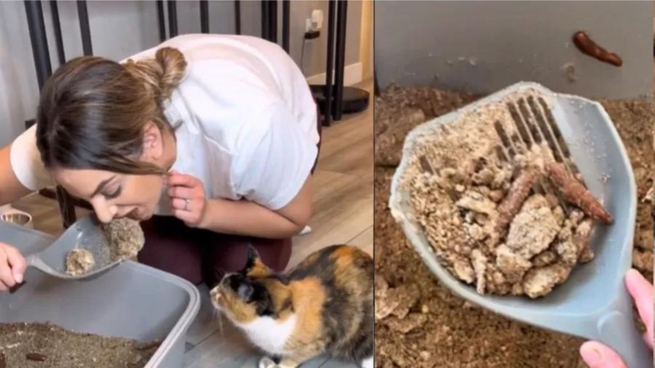 TikToker faz bolo semelhante a caixa de areia e assusta gatos: ‘O trauma que causei’