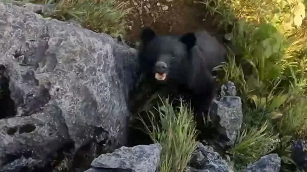 Em vídeo assustador, alpinista é surpreendido por urso enquanto escalava monte, no Japão