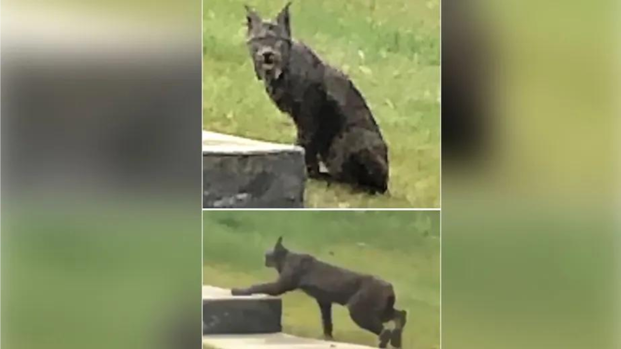 Lince-do-canadá com surpreendente pelagem preta é flagrado por pesquisador