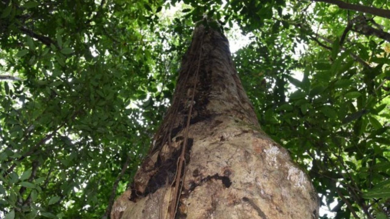 Espécie de árvore gigante é encontrada na Mata Atlântica
