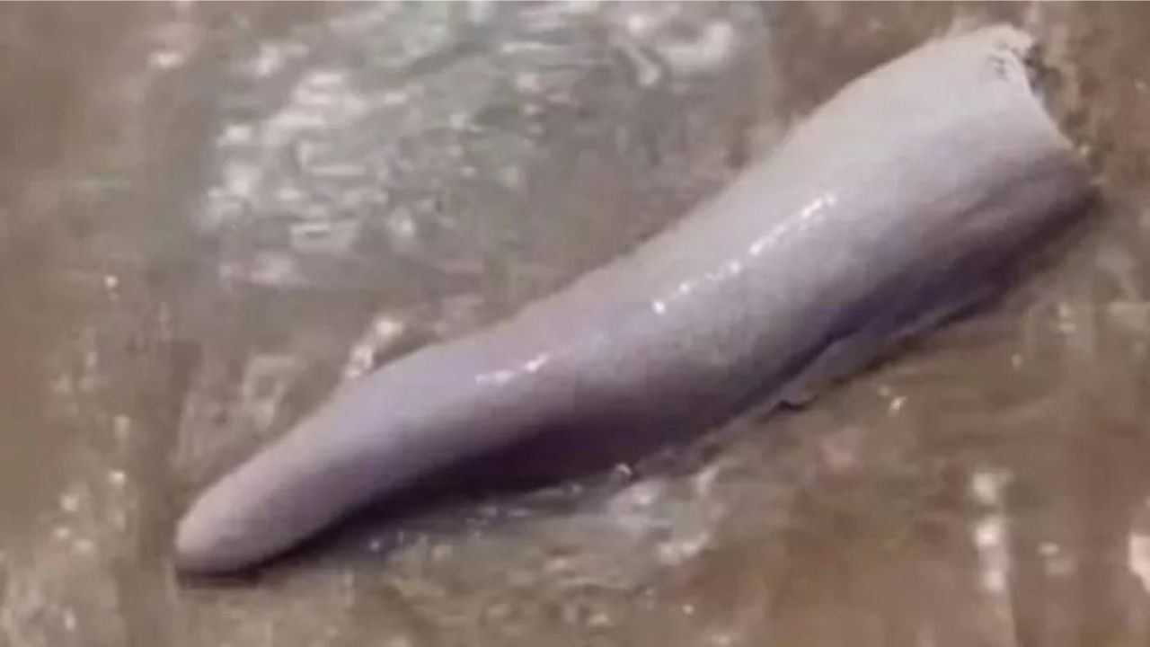 Objeto incomum encontrado em praia australiana intriga a internet: ‘pênis de baleia’?