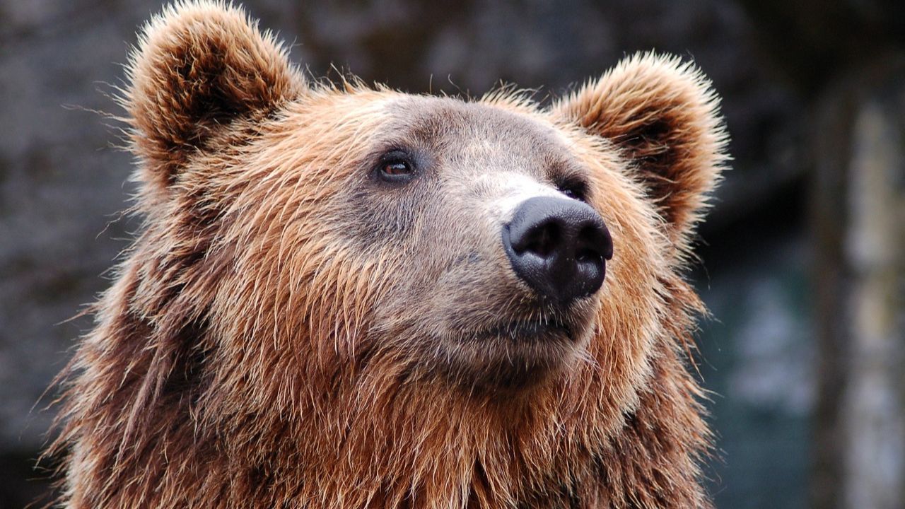 Jovens se defendem de urso usando luta livre nos EUA