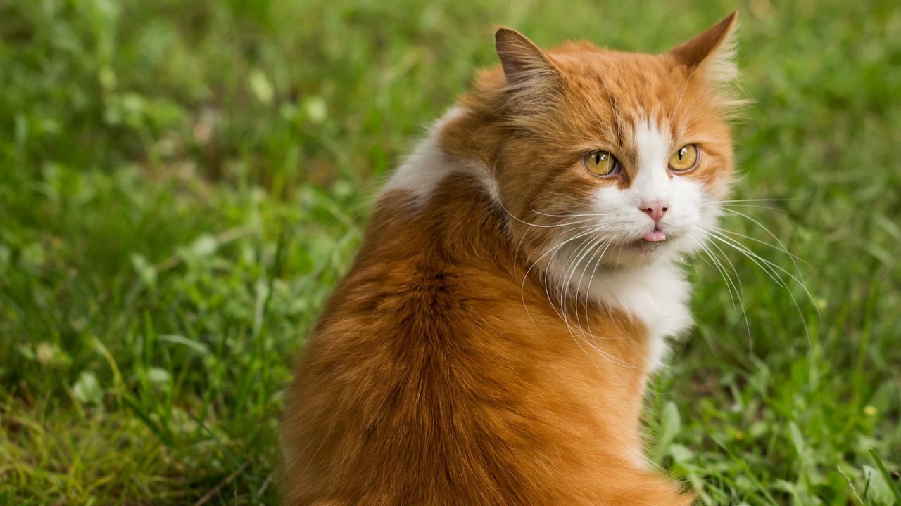Gatos sabem quando falas de humanos são direcionadas a eles, diz estudo
